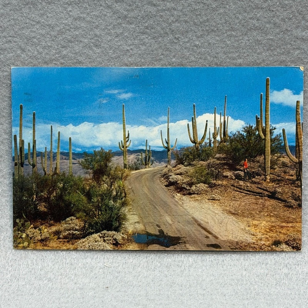 Saguaro Forest Arizona Saguaro Cacti Scenic Desert Road 1963 AZ Posted POSTCARD